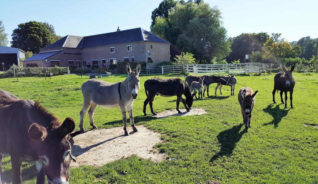 Saint-Hilaire-sur-Helpe Les Mout'Anes Bed & Breakfast エクステリア 写真