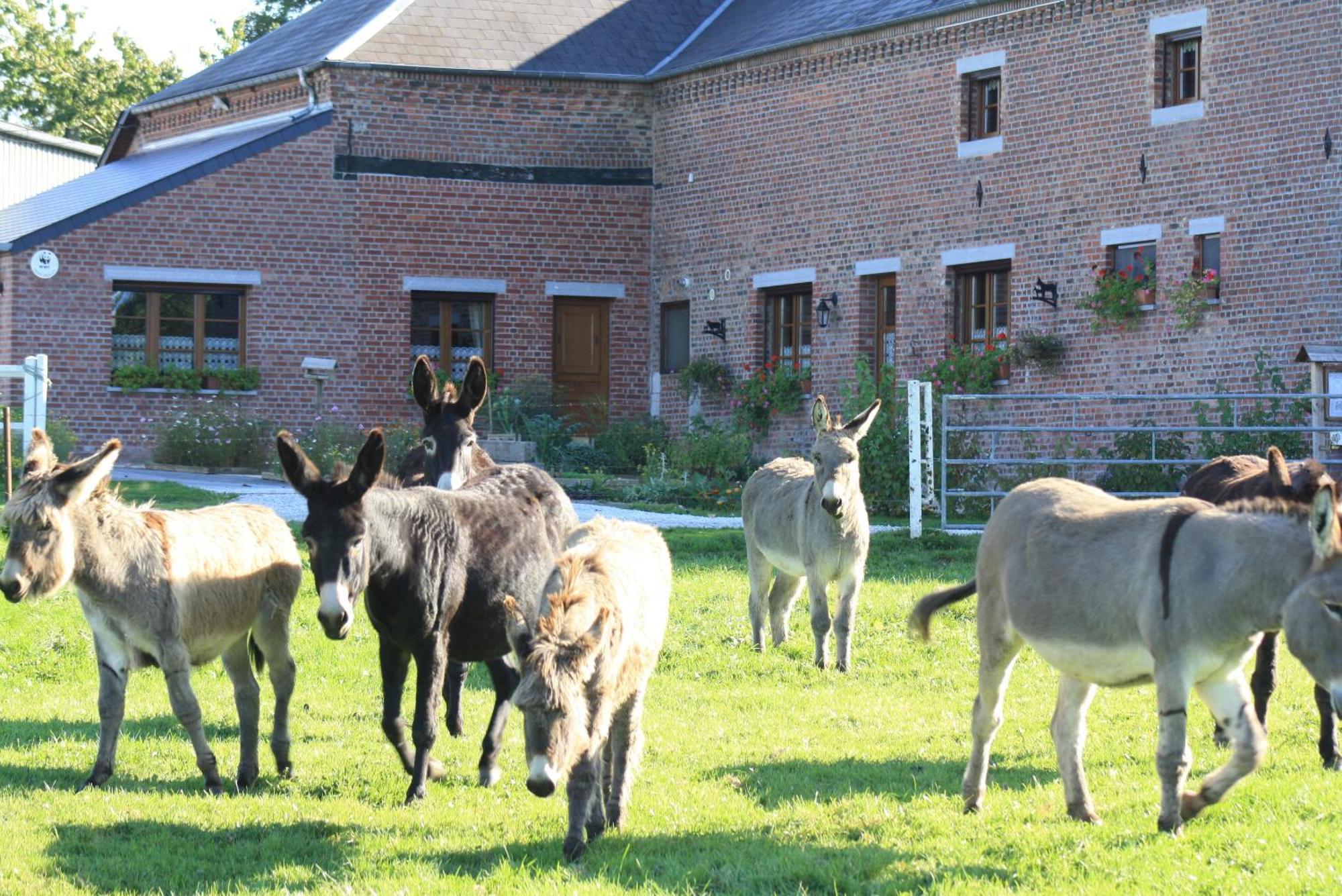 Saint-Hilaire-sur-Helpe Les Mout'Anes Bed & Breakfast エクステリア 写真