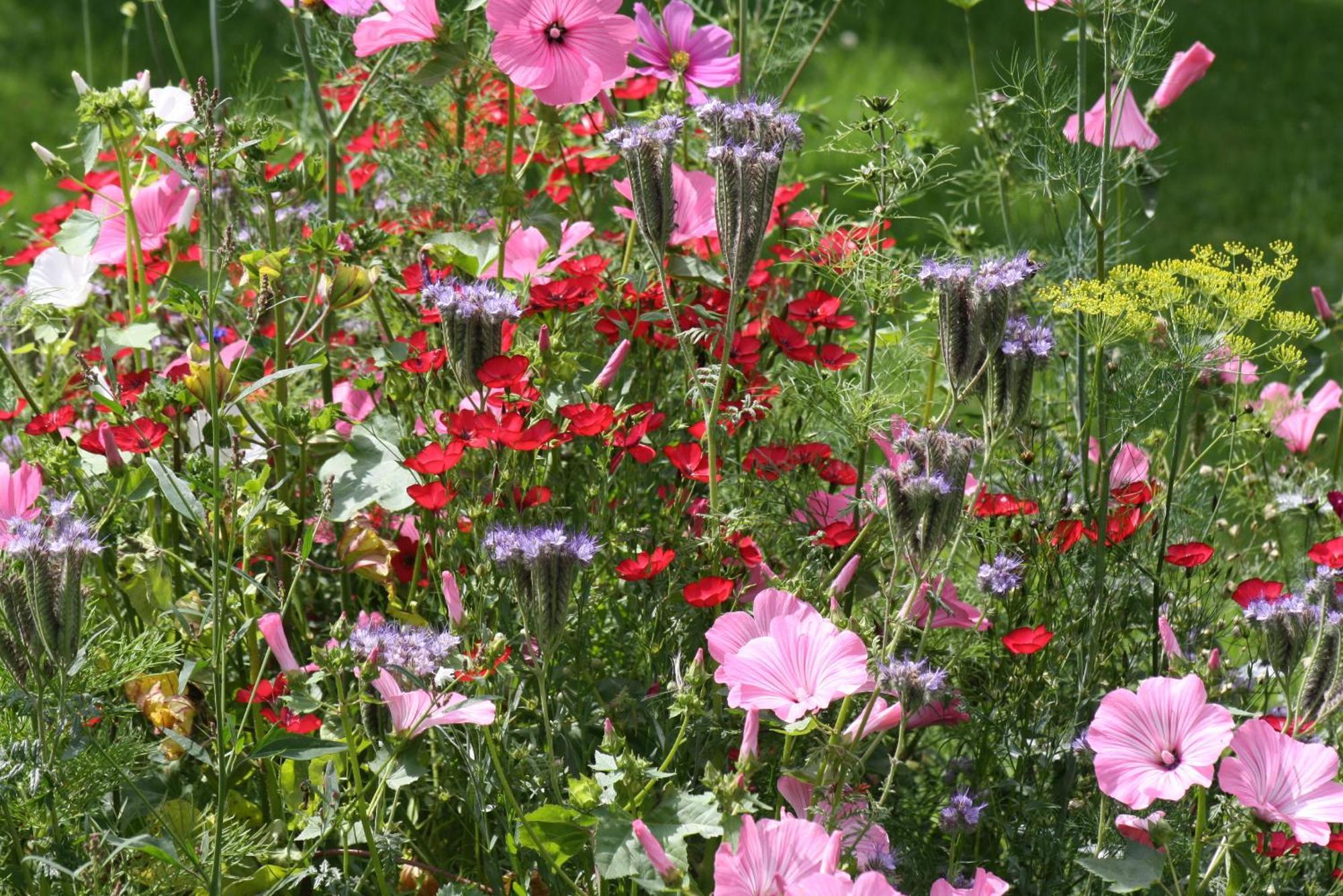 Saint-Hilaire-sur-Helpe Les Mout'Anes Bed & Breakfast エクステリア 写真
