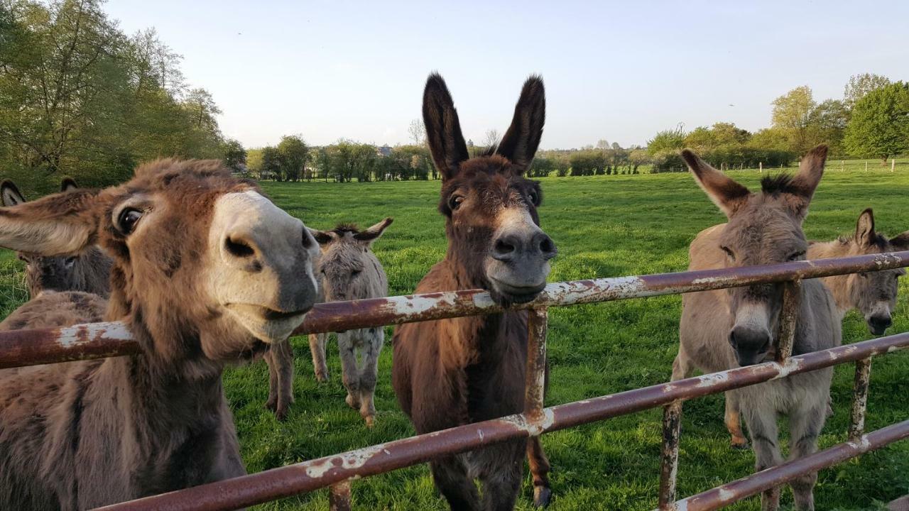 Saint-Hilaire-sur-Helpe Les Mout'Anes Bed & Breakfast エクステリア 写真